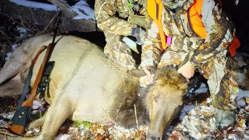 The Dog Outfitters - Millersburg, MI