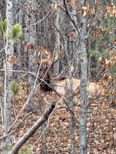 The Dog Outfitters - Millersburg, MI