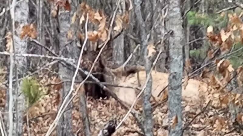 The Dog Outfitters - Millersburg, MI