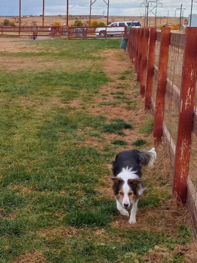 Milliken Dog Park - Milliken, CO
