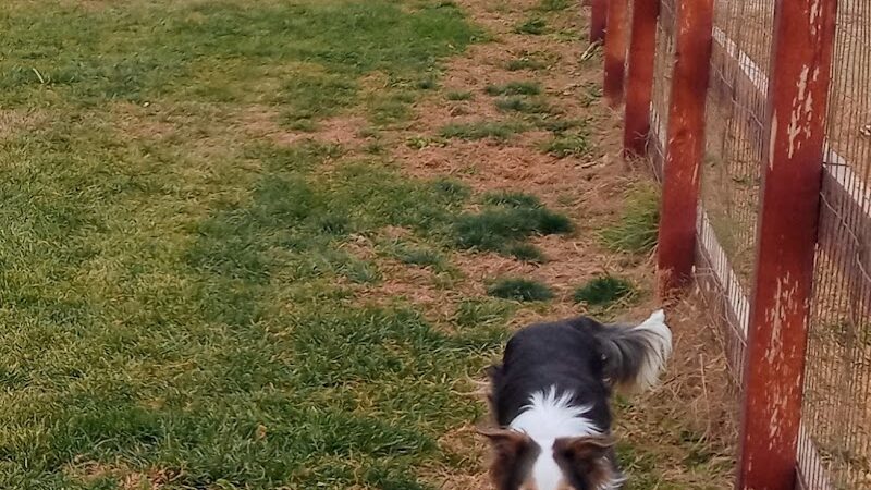 Milliken Dog Park - Milliken, CO