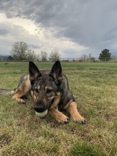 Milliken Dog Park - Milliken, CO