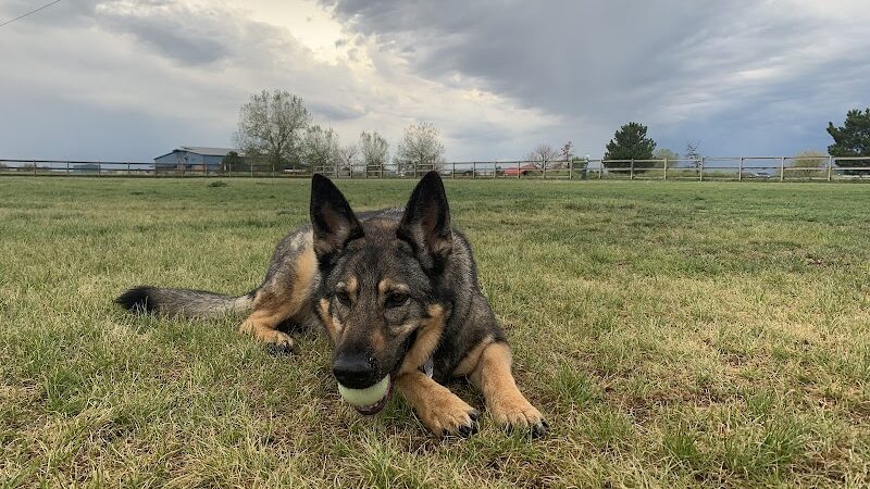 Milliken Dog Park - Milliken, CO