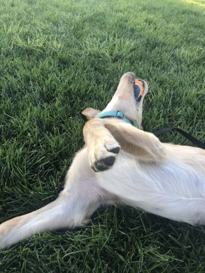 Milliken Dog Park - Milliken, CO