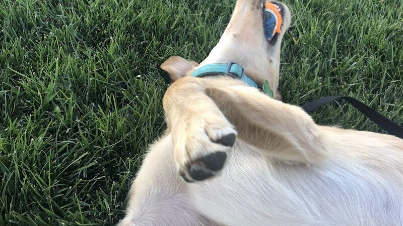 Milliken Dog Park - Milliken, CO