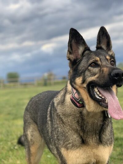 Milliken Dog Park - Milliken, CO