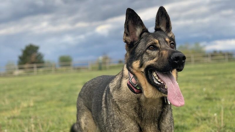 Milliken Dog Park - Milliken, CO