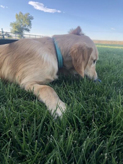 Milliken Dog Park - Milliken, CO