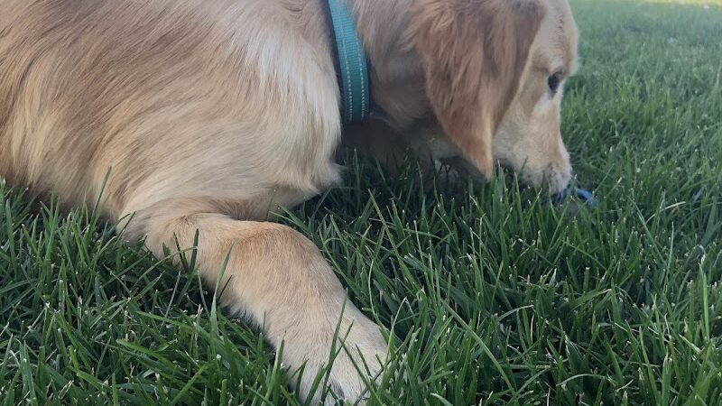Milliken Dog Park - Milliken, CO