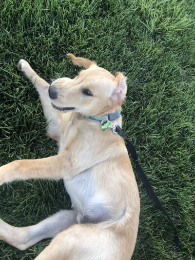 Milliken Dog Park - Milliken, CO