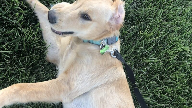 Milliken Dog Park - Milliken, CO