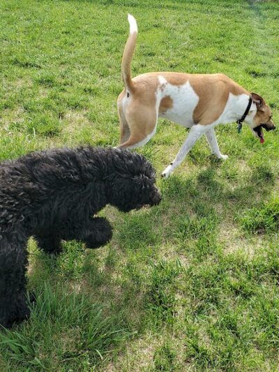 Milliken Dog Park - Milliken, CO