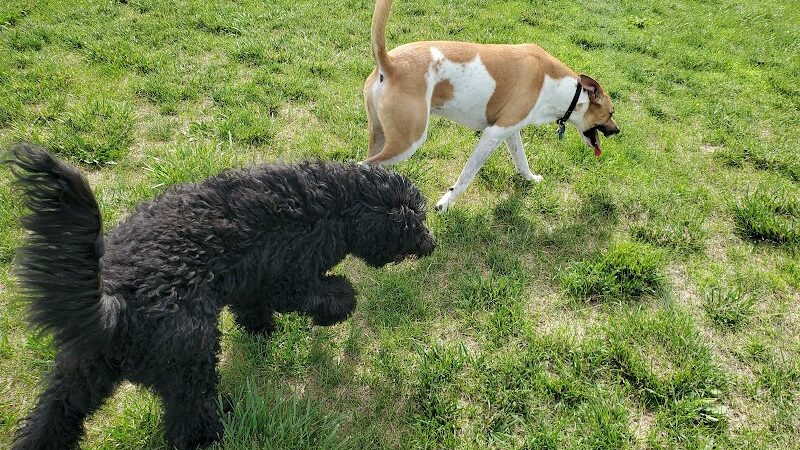 Milliken Dog Park - Milliken, CO