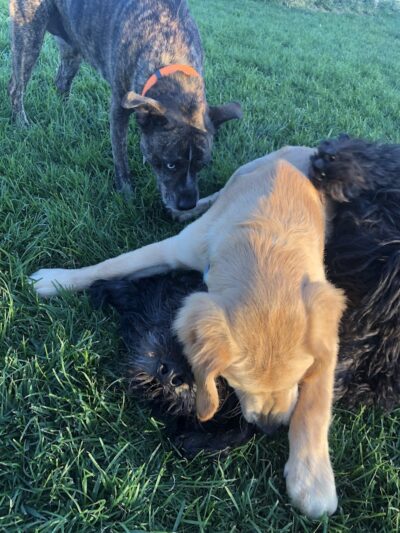 Milliken Dog Park - Milliken, CO