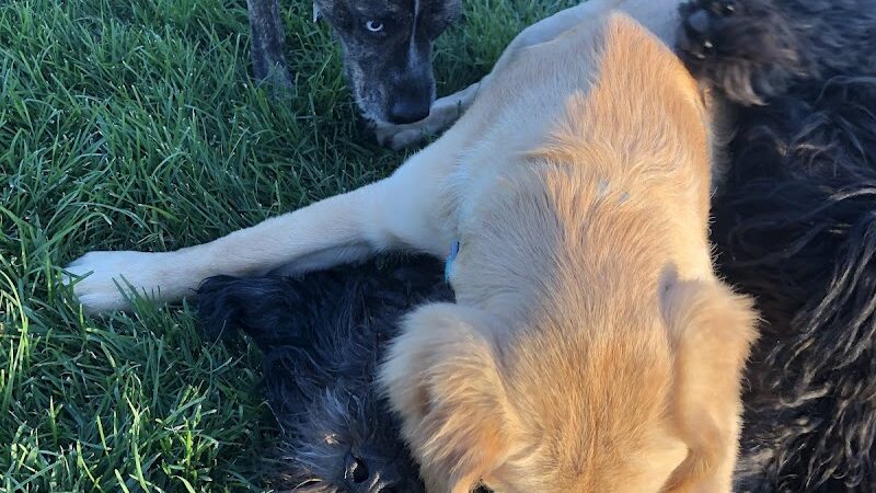 Milliken Dog Park - Milliken, CO