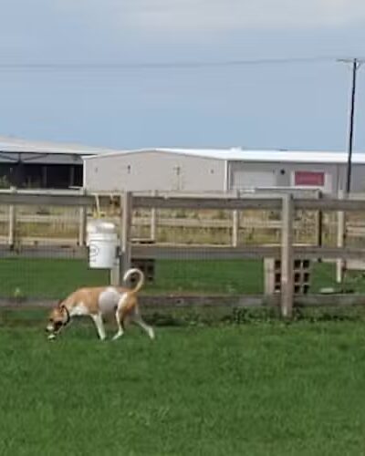 Milliken Dog Park - Milliken, CO