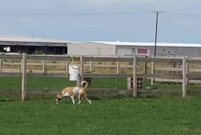 Milliken Dog Park - Milliken, CO