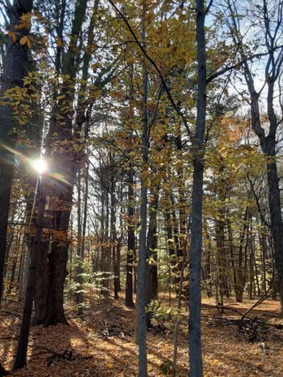 Arthur Latham Park - Millington,