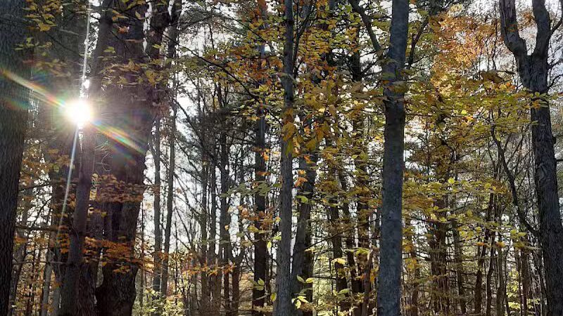 Arthur Latham Park - Millington,