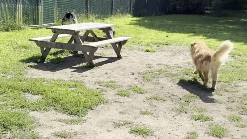 Millinocket Dog Park - Millinocket, ME