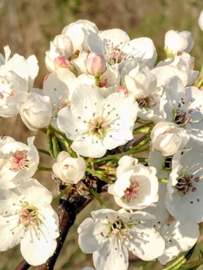 Millstone Park - Millstone, NJ