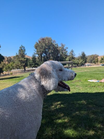City of Milpitas Dog Park at Ed R. Levin - Milpitas, CA
