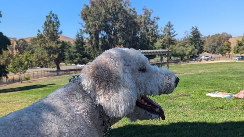 City of Milpitas Dog Park at Ed R. Levin - Milpitas, CA