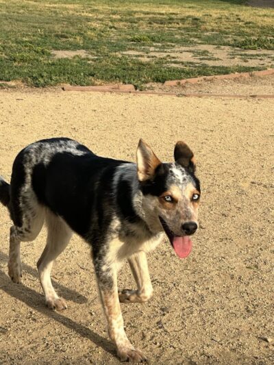 City of Milpitas Dog Park at Ed R. Levin - Milpitas, CA