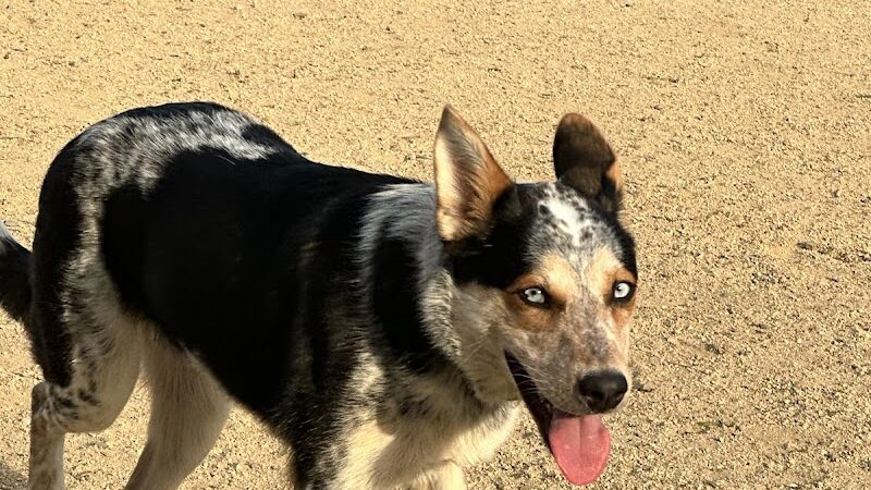 City of Milpitas Dog Park at Ed R. Levin - Milpitas, CA