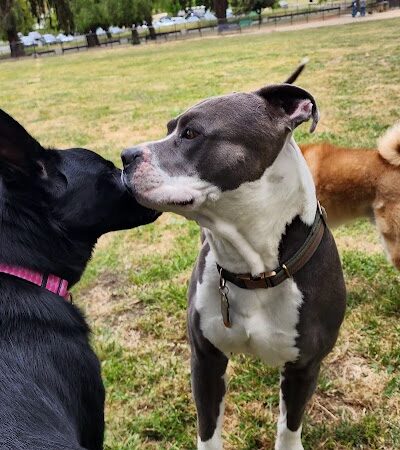 City of Milpitas Dog Park at Ed R. Levin - Milpitas, CA