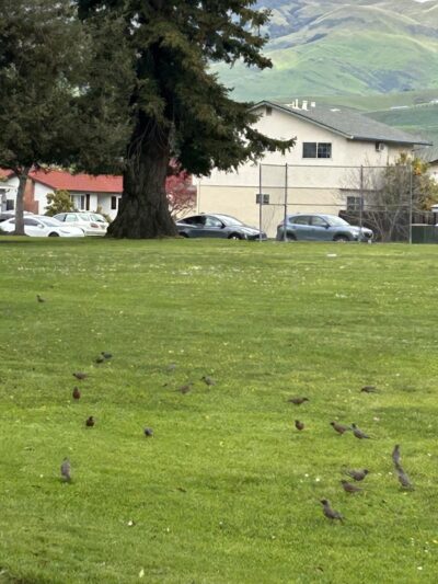 Creighton Dog Park - Milpitas, CA