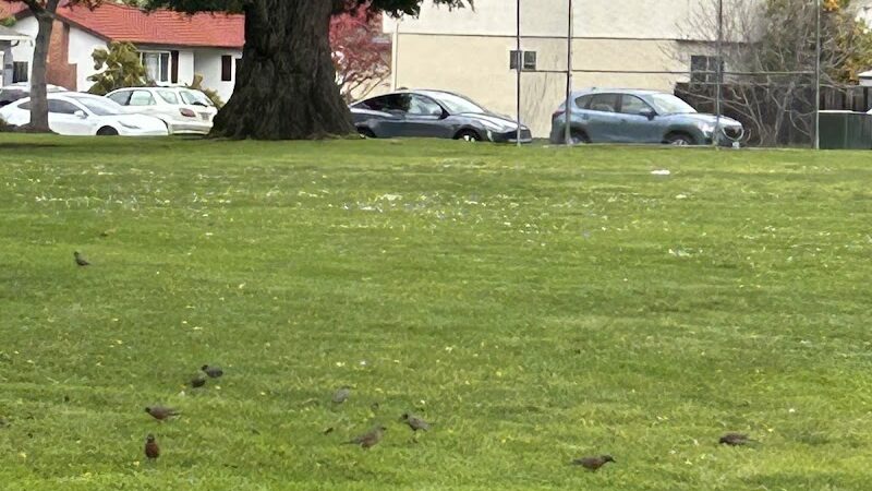 Creighton Dog Park - Milpitas, CA