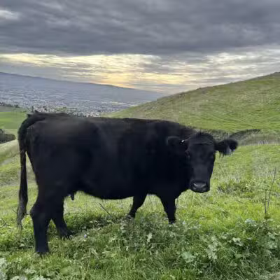 Ed R. Levin County Park - Milpitas, CA