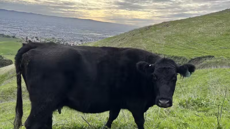 Ed R. Levin County Park - Milpitas, CA