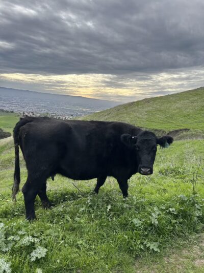 Ed R. Levin County Park - Milpitas, CA