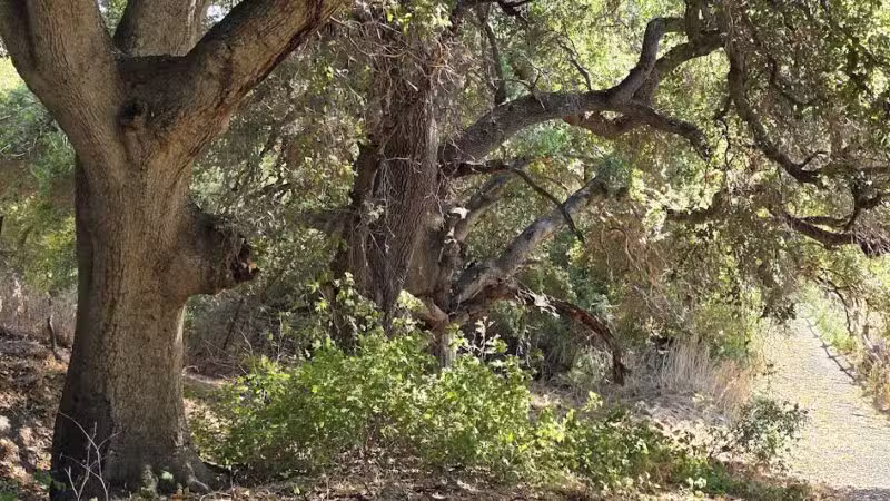 Ed R. Levin County Park - Milpitas, CA