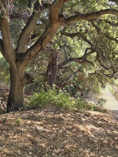 Ed R. Levin County Park - Milpitas, CA
