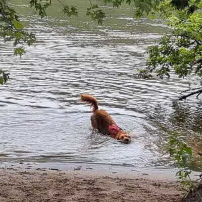 Minnehaha Dog Park - Minneapolis, MN