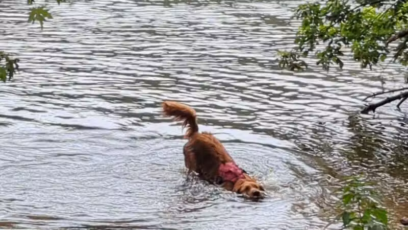 Minnehaha Dog Park - Minneapolis, MN
