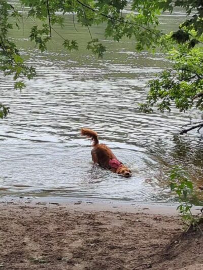 Minnehaha Dog Park - Minneapolis, MN