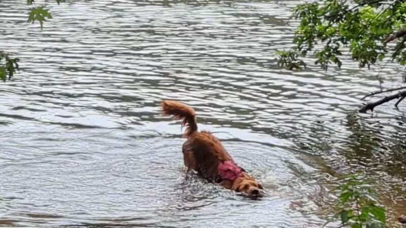 Minnehaha Dog Park - Minneapolis, MN