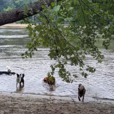 Minnehaha Dog Park - Minneapolis, MN