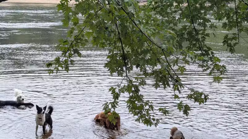 Minnehaha Dog Park - Minneapolis, MN
