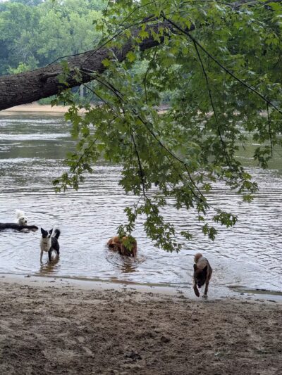 Minnehaha Dog Park - Minneapolis, MN