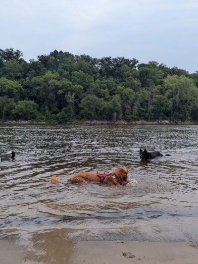 Minnehaha Dog Park - Minneapolis, MN