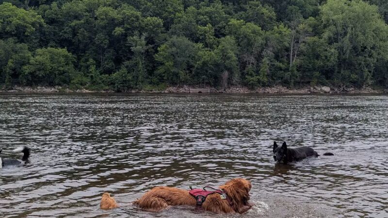 Minnehaha Dog Park - Minneapolis, MN