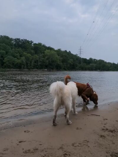 Minnehaha Dog Park - Minneapolis, MN
