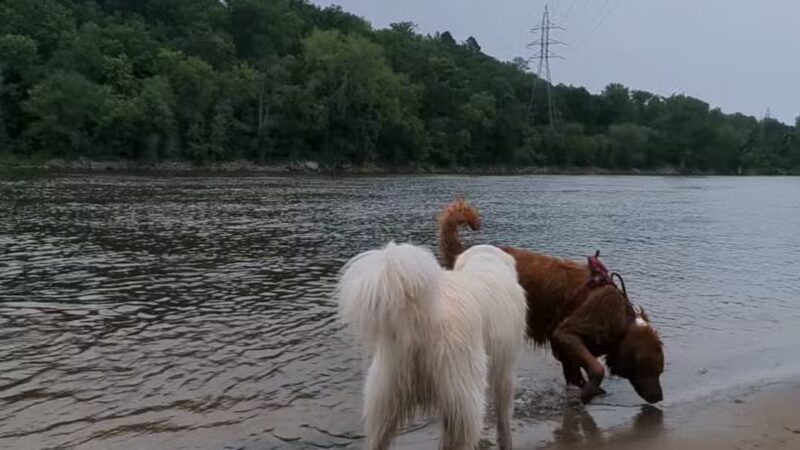 Minnehaha Dog Park - Minneapolis, MN