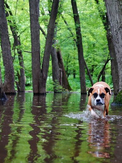 Minnehaha Dog Park - Minneapolis, MN