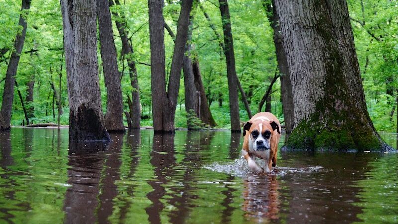 Minnehaha Dog Park - Minneapolis, MN